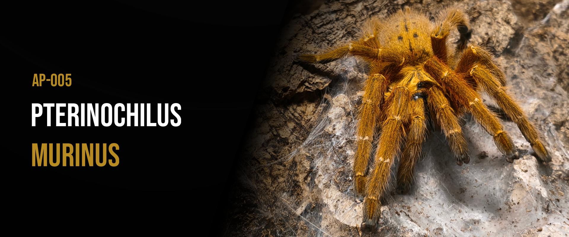 Pterinochilus murinus
